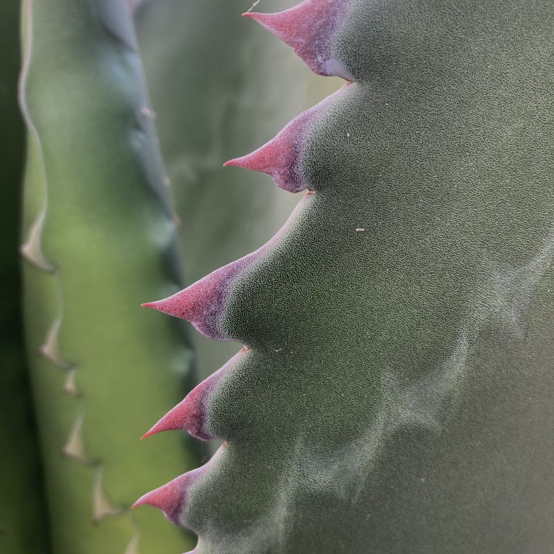 アガベ フェロックス ジョーズタイプ Agave salmiana v.ferox
