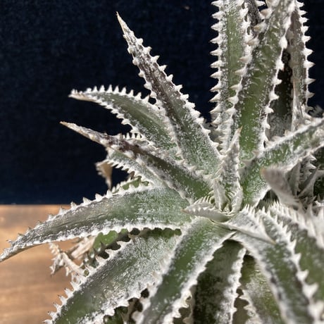 Dyckia Silver Shark　　【最終株】