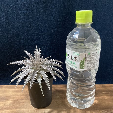 Dyckia N'S-Hyb.(fosteriana Senges Parana Brazil × Dyckia “Bare Bones”)   (識別code:world's first)