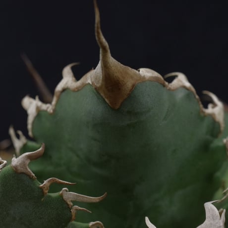 アガベ　チタノータ　Agave　titanota