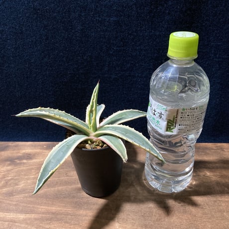 アガベ アメリカーナ 覆輪　Agave americana f.marginata