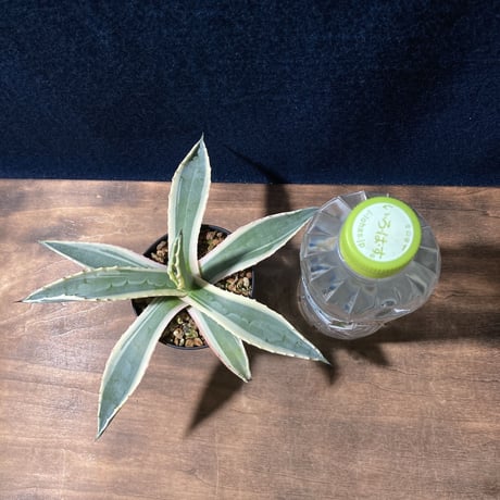 アガベ アメリカーナ 覆輪　Agave americana f.marginata