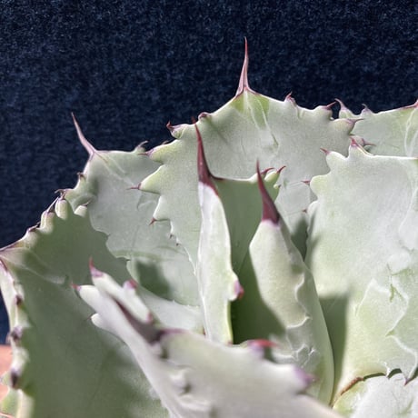 Agave isthmensis × parviflora　　最優良選抜
