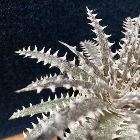 Dyckia N'S-Hyb.(fosteriana Senges Parana Brazil × Dyckia “Bare Bones”)   (識別code:world's first)