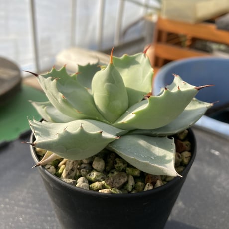 【厚葉・青白肌】アガベ イシスメンシス　Agave isthmensis
