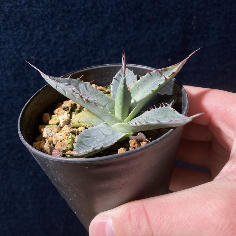 AGAVE Parrasana globe アガベ パラサナ グローブ 大サイズ(10号