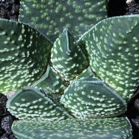 ガステリア 白星竜 モンスト　Gasteria carinata v.verrucosa f.monst.