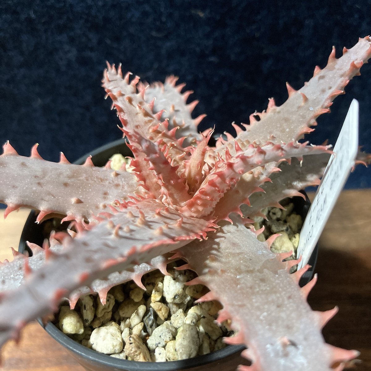 アロエ ワイリーカヨーテ Aloe 