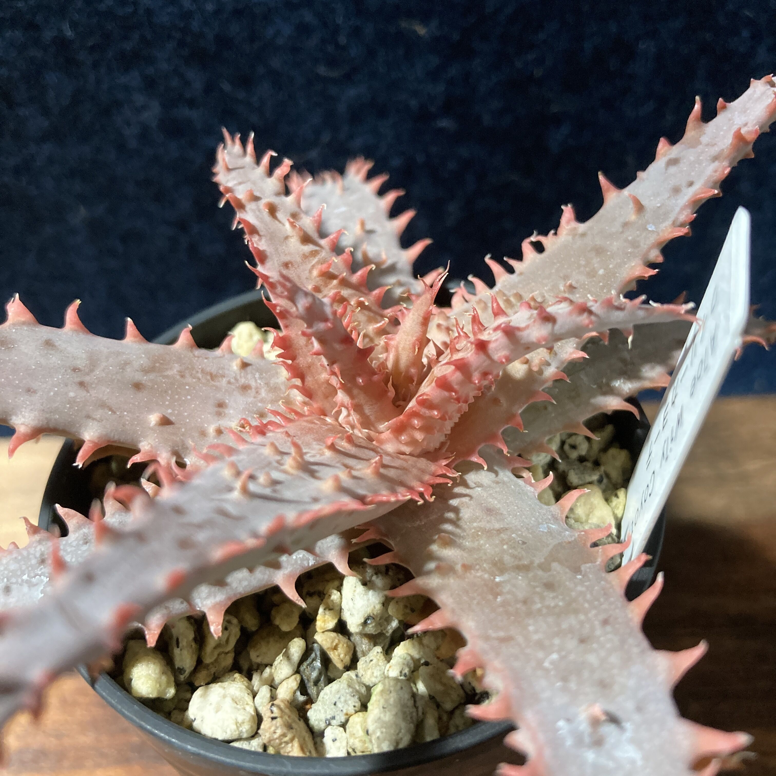 アロエ ワイリーカヨーテ Aloe 