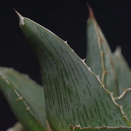アガベ   プミラ　Agave  pumila