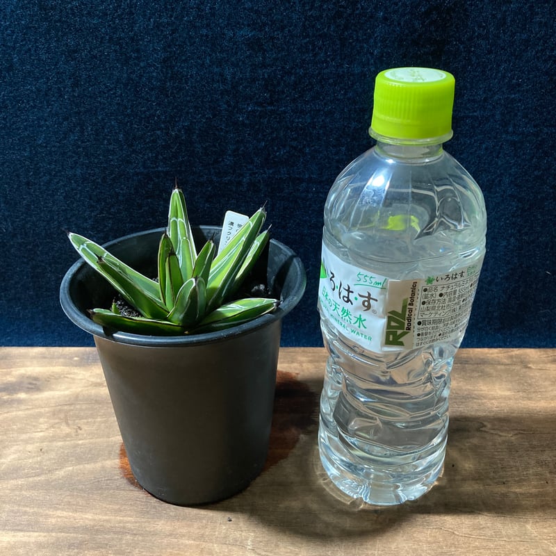 アガベ 笹の雪 濃覆輪 3.5号鉢 | radical botanics