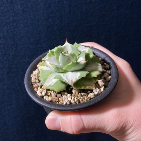 No.105 Agave Potatorum Cubic アガベ 貝殻龍白覆輪 CATEGORY No.105 Agave Potatorum Cubic アガベ 貝殻龍白覆輪 CATEGORY