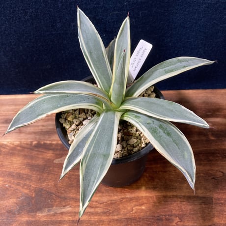 アガベ ベガスストリップ Agave sisalana “Vegas Strip”