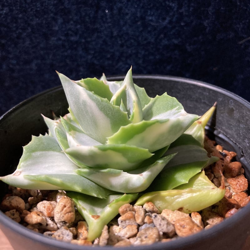 アガベ 王妃雷神 白中斑 Agave potatorum “Ouhi Raijin” f.me...