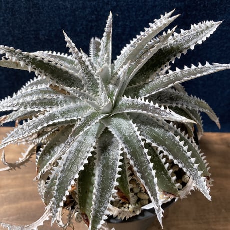 Dyckia Silver Shark　　【最終株】