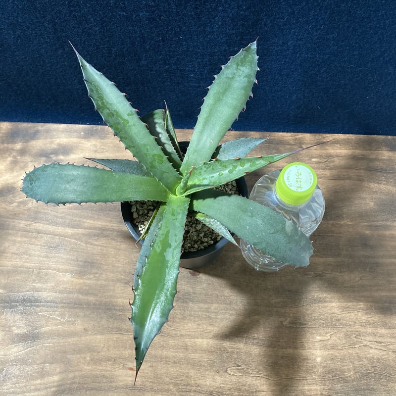 アガベ フェロックス ジョーズタイプ Agave salmiana v.ferox
