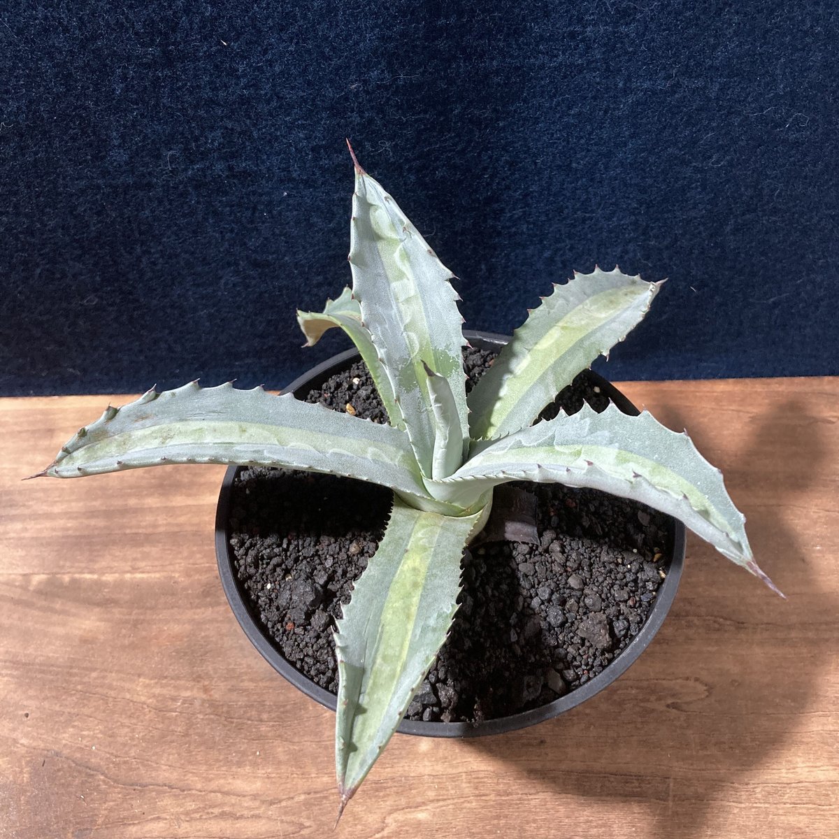 アガベ プロトアメリカーナ “レモンライム” Agave americana v.protoa
