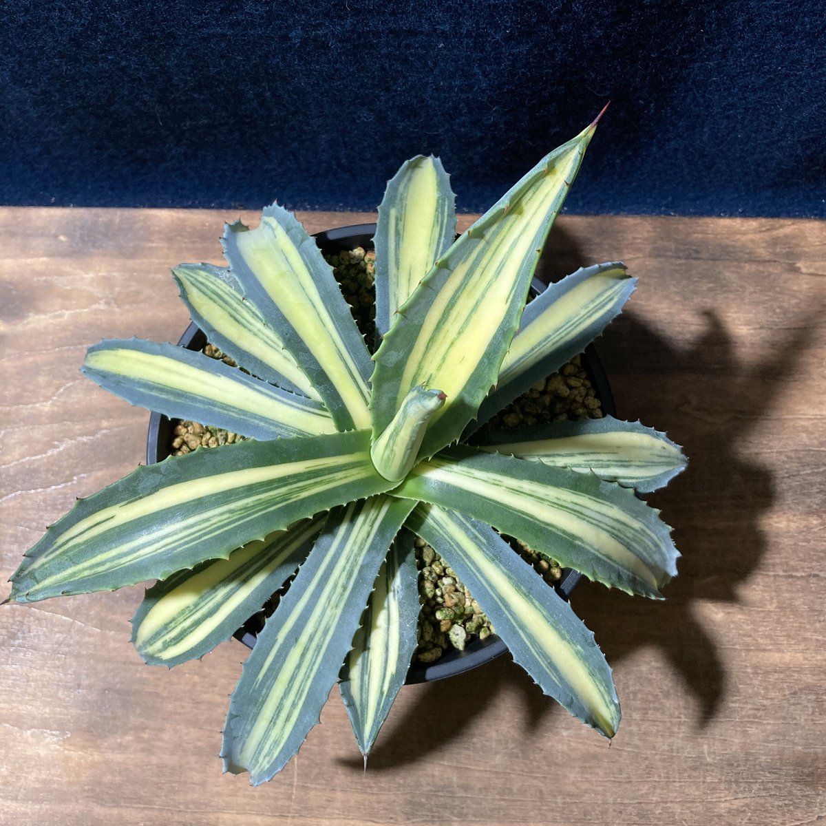 アガベ アメリカーナ 縞黄斑 Agave americana f.striata | radi