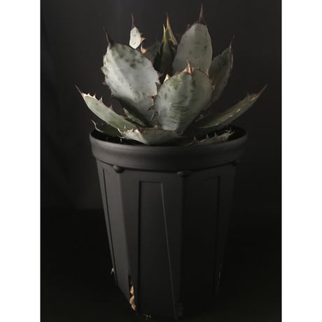 アガベ  ❛ブルーボール❜  大株 子株付き　Agave 'Black and blue'