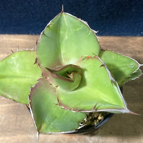 Agave titanota　Seedling Select