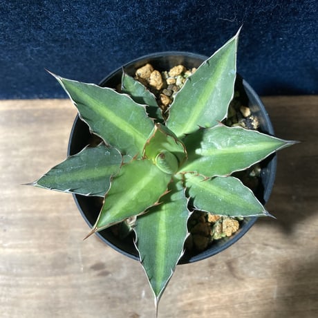 アガベ ロファンタ 特小型　Agave lophantha “Super Dwarf”