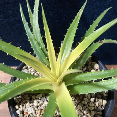 ディッキア パラファット　Dyckia “Pallaphat”