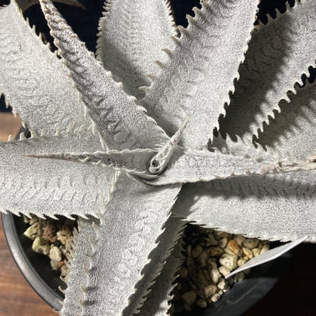 ディッキア マルニエラポストレイ　Dyckia ｍarnier-lapostollei