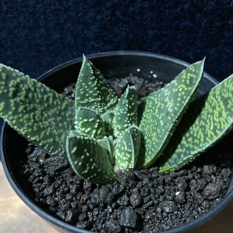 ガステリア 白星竜 モンスト　Gasteria carinata v.verrucosa f.monst.