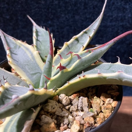 アガベ ザルケンシス錦 白黄覆輪　Agave scabra v.zarucensis f. aureo marginata