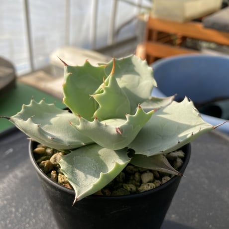 【厚葉・青白肌】アガベ イシスメンシス　Agave isthmensis