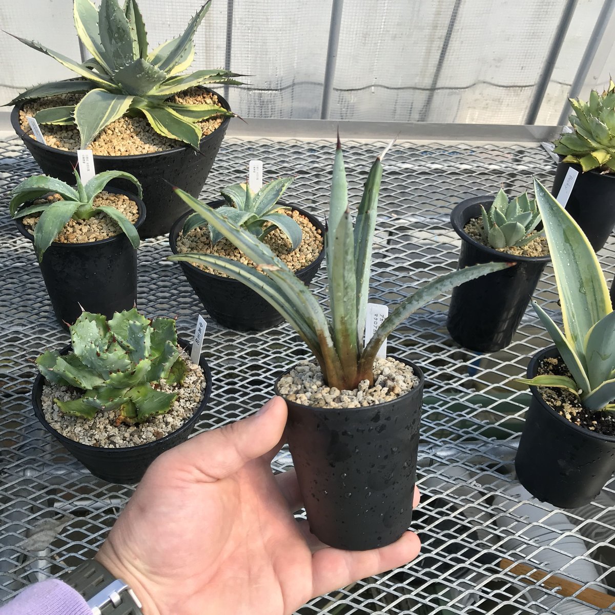 アガベ マクロアカンサ錦 黄中斑 Agave macroacantha variegated...