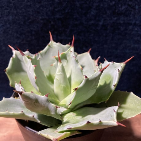 アガベ イストメンシス　Agave isthmensis
