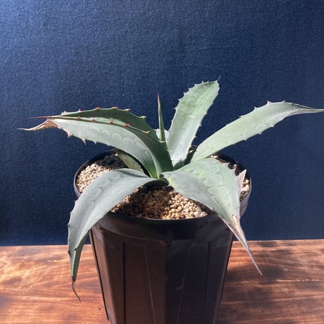アガベ フェロックス “ギガンティア” 平尾氏輸入株　Agave salmiana v.ferox “Gigantia”　Mr.HIRAO