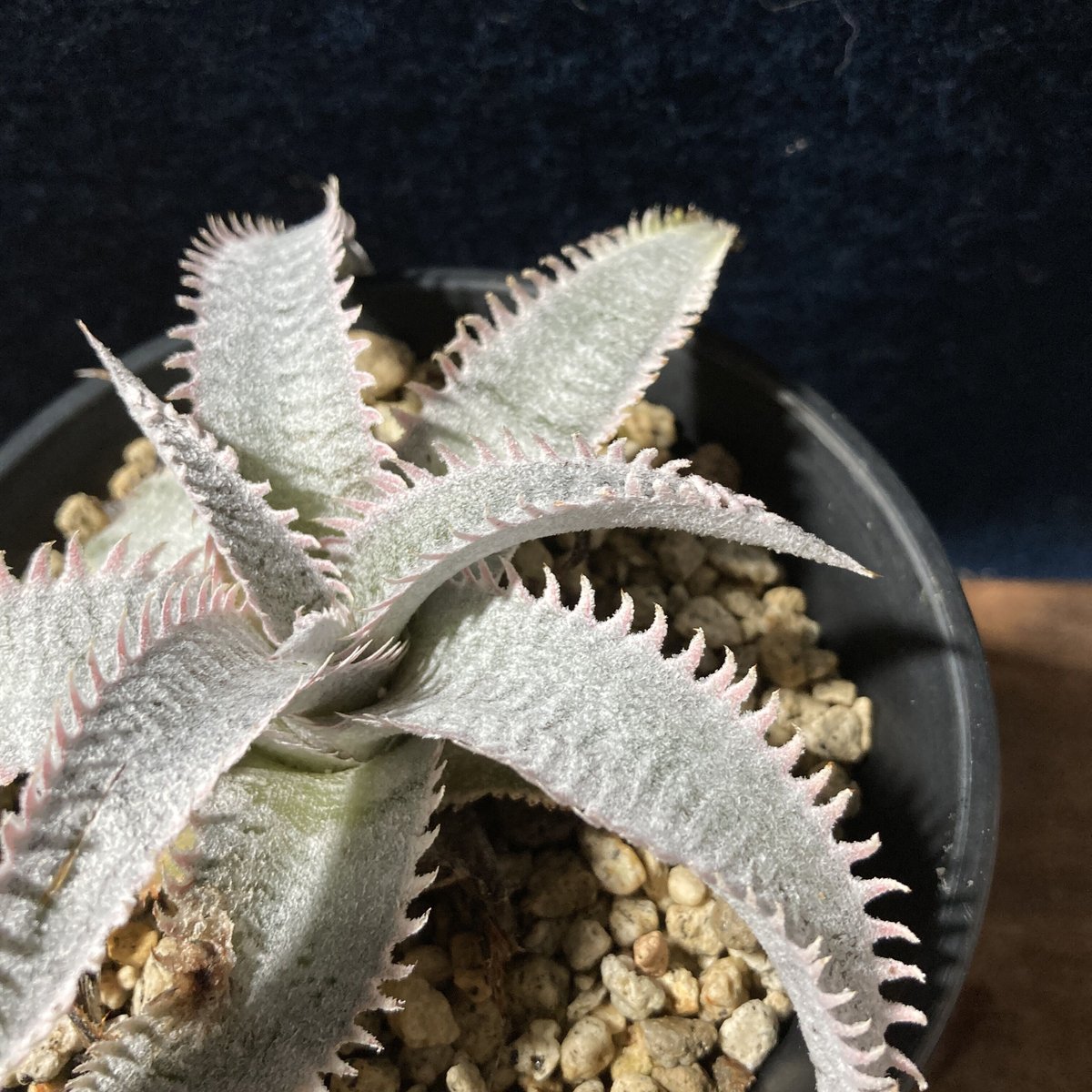 Dyckia marnier-lapostollei “Pink Spine” ディッキア マ