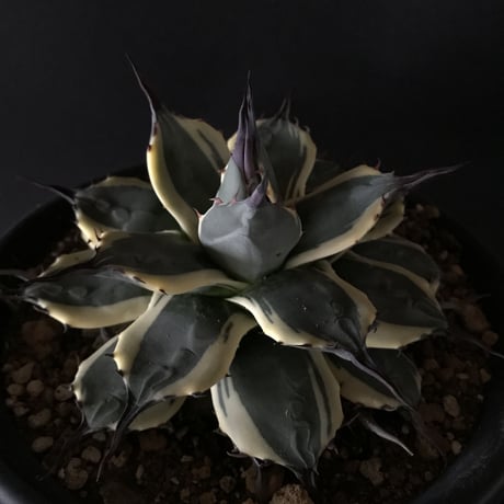 アガベ　❛クリームスパイク❜　子株付　Agave  applanata  ’Cream Spike’