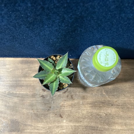 アガベ ロファンタ 特小型　Agave lophantha “Super Dwarf”
