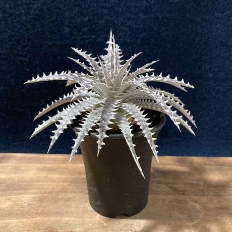 Dyckia N'S-Hyb.(fosteriana Senges Parana Brazil × Dyckia “Bare Bones”)   (識別code:world's first)