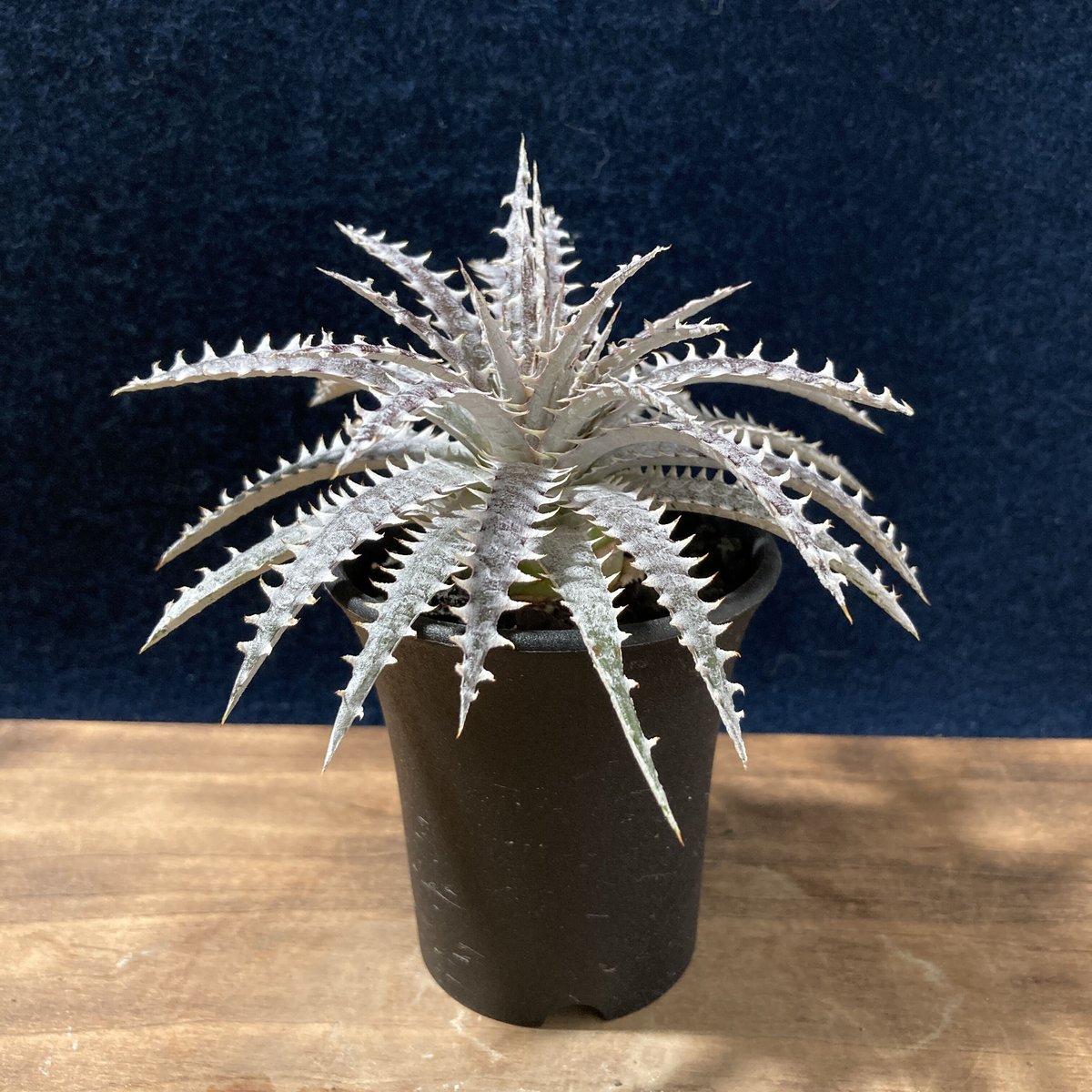 山採り 野生株 ディッキア Dyckia fosteriana Senges ③