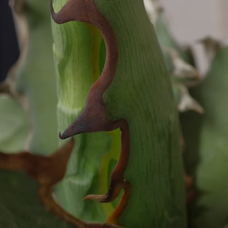 アガベ  キシロナカンサ  ‘ブルー’ 　強刺・短葉　／　Agave  xylonacansa “Blue”