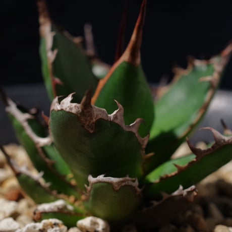 アガベ ギルベイ 極美株　Agave horrida ssp. gilbeyi