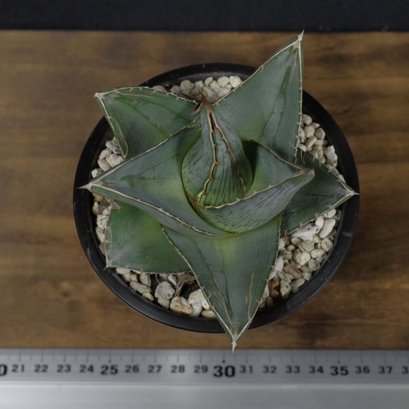 アガベ プミラ Agave pumila | radical botanics 