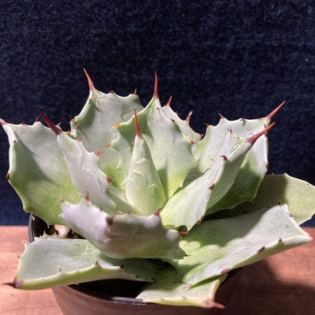 アガベ イストメンシス　Agave isthmensis