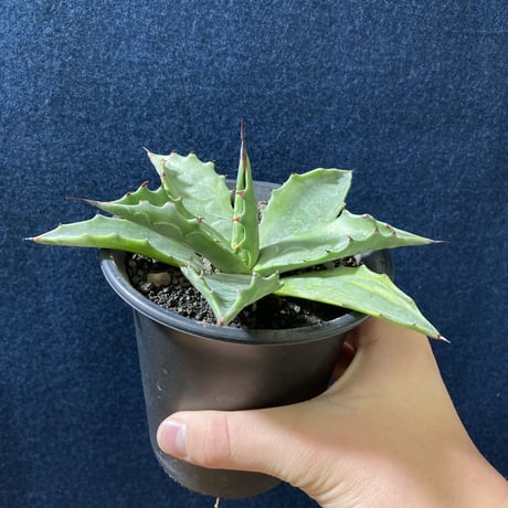 アガベ サルミアナ 墨中斑 “グリーンライトニング”   Agave salmiana “Green Lightning”