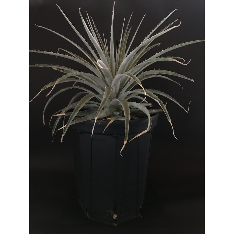 プヤ セルーレア Puya coerulea var. coerulea | radical