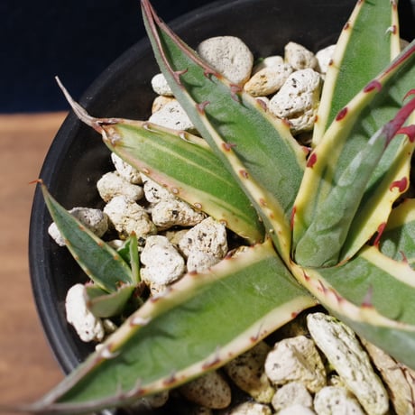 アガベ スカブラ ショート 覆輪　Agave scabra f.variegata 'Short Leaf'