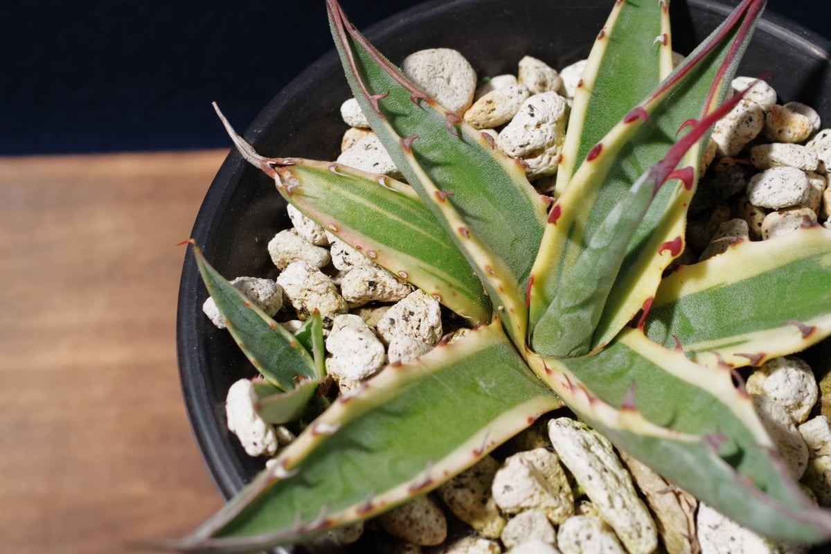 アガベ スカブラ ショート 覆輪 Agave scabra f.variegata 'Shor
