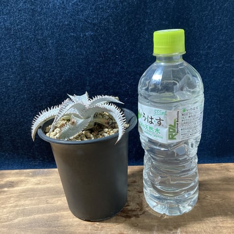 Dyckia ｍarnier-lapostollei “Pink Spine”　ディッキア マルニエラポストレイ ピンクスパイン