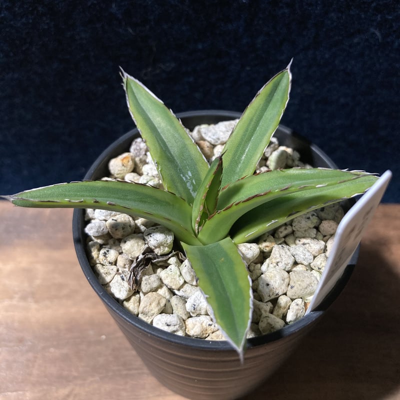 現品】アガベ・ササノユキ（笹の雪） 7号 黒鉢（1） ササノユキ7号
