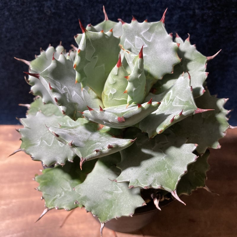 アガベ　王妃甲蟹錦　大株出品 中川智治×trigger】王妃甲蟹錦 | trigger