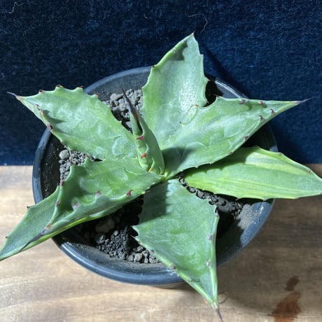 アガベ サルミアナ 墨中斑 “グリーンライトニング”   Agave salmiana “Green Lightning”